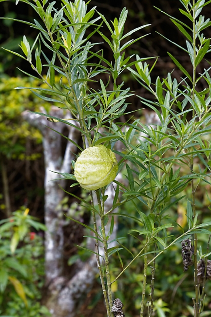Kandy-Botanical garden-027